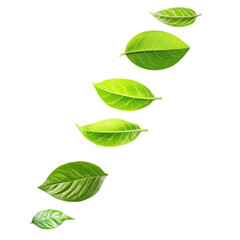 Obraz premium Eco Friendly Certification Badges isolated on a transparent background