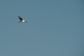 A white seagull soars across a clear blue sky above Skadar Lake in Montenegro, captured in perfect flight symbolizing freedom, peace, and the untouched beauty of nature.