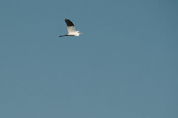 A white seagull soars across a clear blue sky above Skadar Lake in Montenegro, captured in perfect flight symbolizing freedom, peace, and the untouched beauty of nature.