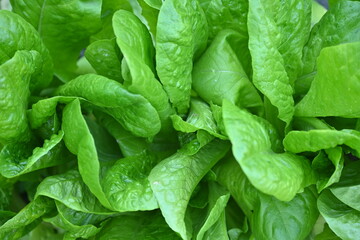 Green lettuce leaves in the background, picture of green lettuce leaves growing in a vegetable garden, organic lettuce leaves	
