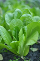 Green lettuce leaves in the background, picture of green lettuce leaves growing in a vegetable garden, organic lettuce leaves	
