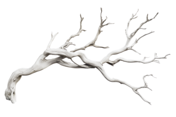 White twisted dead tree branch with textured bark in bright lighting Isolated on transparent Background