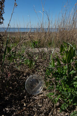 plastic object partially buried in grass near the shoreline on a clear sunny day