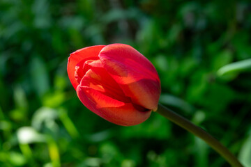 Bright red tulip blooms amidst lush green foliage in a sunny garden during spring season
