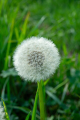 Dandelion puff in a lush green field capturing sunlight on a bright spring day