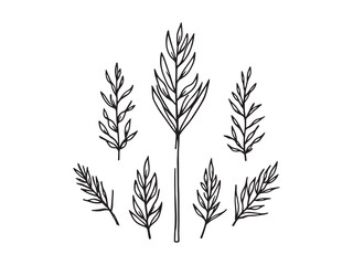 Delicate Lemongrass Leaf Vector Drawing for Clean Design