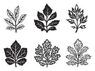Delicate Sedum Leaf Hand Drawn Vector for Botanical Designs