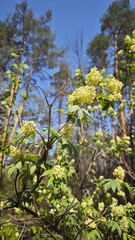 Blooming elderberry bush with pale yellow flowers in a sunlit forest under clear blue sky. The image symbolizes renewal, springtime and the beauty of untouched nature