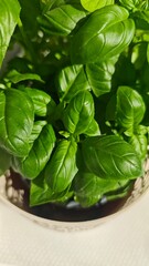 Close-up of fresh basil leaves growing in a pot under natural sunlight on a windowsill. The image highlights culinary freshness, indoor gardening and the beauty of homegrown herbs