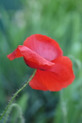 Fototapeta premium Red poppy flower in natural sunlight. Delicate wild blossom on a green blurred background — symbol of remembrance, peace, and the beauty of nature.