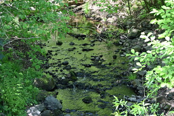 górski strumień świeża woda zieleń drzewa © Miroslaw