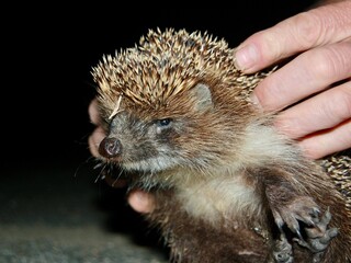 The Little Hedgehog Poses