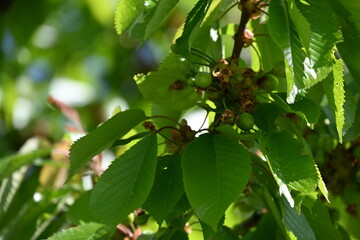niedojrzałe owoce czereśni i wiśnie zielone na drzewie