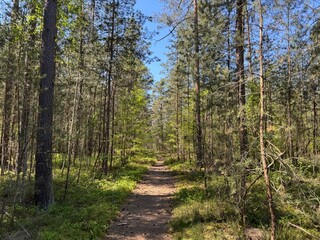 Ein Wanderweg in Franken im Frühling