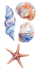 Collection of seashells and starfsh on a white background
