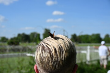 motyl na głowie człowieka niebieskie niebo