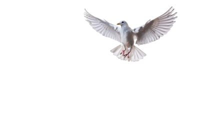 A graceful white dove in mid-flight against a clear background, symbolizing peace and freedom. on transparent background