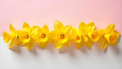 flat lay of yellow narcissus flowers arranged in horizontal line on divided pink and white