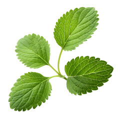 A close-up image of a sprig of fresh, vibrant green leaves with a slightly serrated edge.