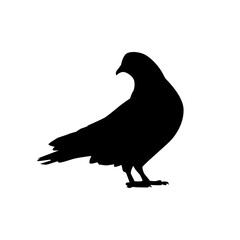 silhouette of a pigeon