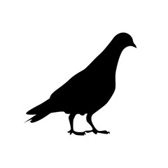 vector illustration of pigeon