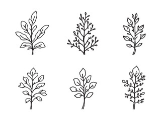 Detailed Line Drawing of Ice Plant Leaf for Digital Use