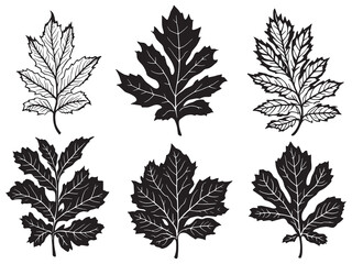 Detailed Minimalist Line Drawing of a Hickory Leaf