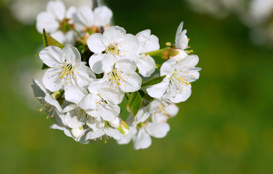 Closeup flowering apple, pear, cherry twig with white blossoms on a background of green grass.