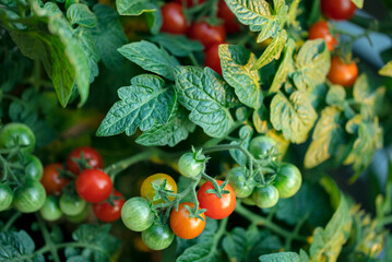 A bunch of green and red tomatoes in a garden. Green and red tomatoes background.