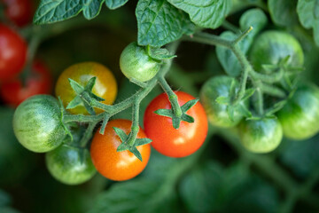 Green and red tomatoes growing in a garden. Closeup tomato branch with red and green tomatoes.