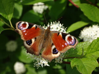 The European peacock butterfly (Aglais io) feeding on the common dogwood flowers