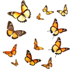 Butterflies In Free Fall  isolated on a transparent background
