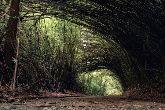 Beautiful path with a tunnel of Bambu. In  the Jardim Botanic Garden in Sao Paulo