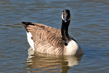 A goose in the water in the park in the city on a bright spring day.