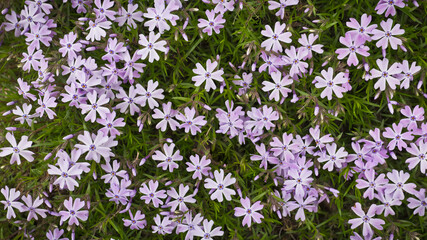 Fototapeta premium Beautiful close-up color photo of pink and purple phlox blooming against narrow green stems and leaves.