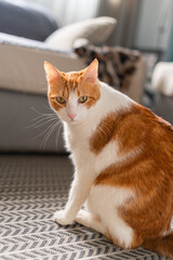 brown and white cat with yellow eyes in the living room