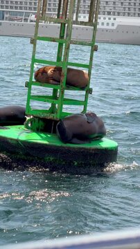 Several sea lions lounge on a green buoy in Paracas harbor, with ocean water shimmering in the sun and a large cruise ship docked in the background.