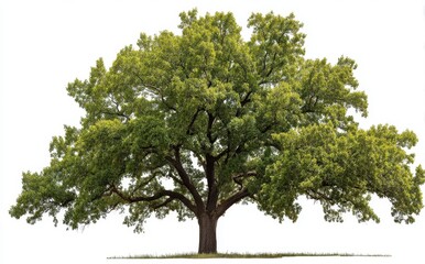 Obraz premium Un arbre aux feuilles vertes isolé sur fond blanc avec une ombre