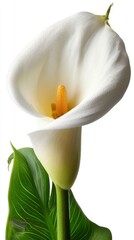 Elegant calla lily blossom with dew drops against a pristine white background creating a serene and delicate floral composition for botanical themes