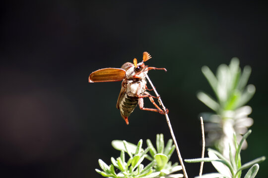 Nahaufnahme vom Feldmaik&auml;fer im Sonnenlicht mit einem dunklen Hintergrund