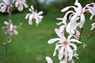 Flowering magnolia tree loebneri 'Leonard Messel' in spring. Pink flowers close-up, blurred...