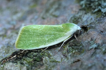 Closeup on the European Cream-bordered Green Pea moth, Earias clorana