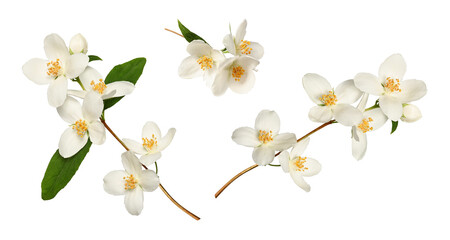 Branches of blooming jasmine  (Philadelphus coronarius) isolated on white background. Perfect for creating designs, cards, patterns, floral arrangements, frames, wedding cards and invitations.