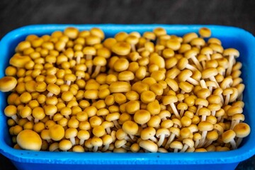 Healthy edible mushroom shimeji golden Pleurotus citrinopileatus