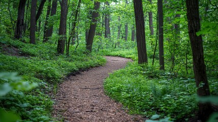 Obraz premium Winding path through lush forest foliage.