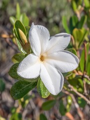 Captivating White Flower Blossom with Dewdrops in a Natural Setting Close Up Macro Shot Revealing Delicate Petals and Green Foliage in Soft Light
