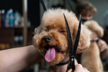 Groomer grooming a chocolate mini poodle. 