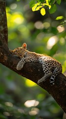 Fototapeta premium Sleepy leopard cub nestled in a tree