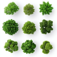 Aerial View Nine Lush Green Trees with Isolated on White.
