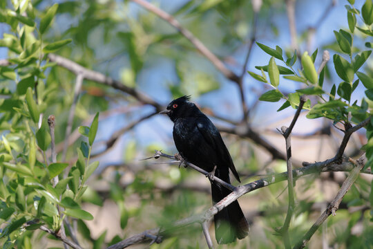 black phainopepla on a branch